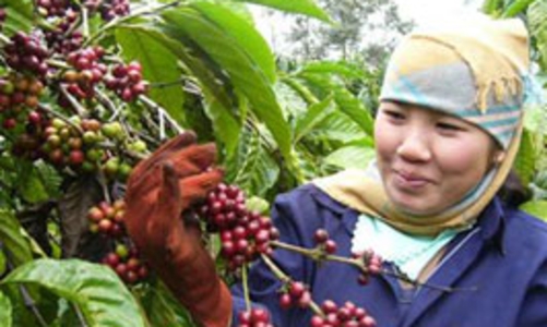 Cà phê Việt Nam đạt mức giá cao nhất 13 năm qua