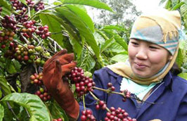 Hàng năm Việt Nam đều xuất khẩu trên 90% sản lượng cà phê sản xuất ra.