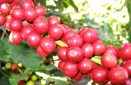 Dự báo niên vụ 2011/2012 xuất khẩu cà phê sẽ thu về 2,5 tỷ USD.