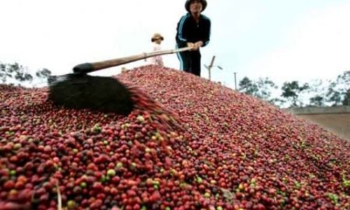 Đắc Lắc: Đại lý vỡ nợ, người trồng cà phê điêu đứng