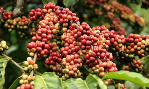 Xuất khẩu nông sản được giá