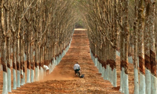 Sẽ cho vay 2.000 tỷ đồng có bù lãi suất để bình ổn giá cao su