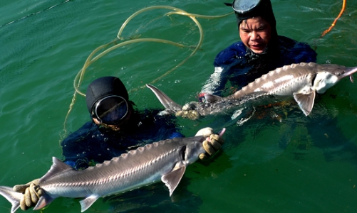 Mở cơ sở nuôi cá tầm quy mô lớn tại Đắc Lắc