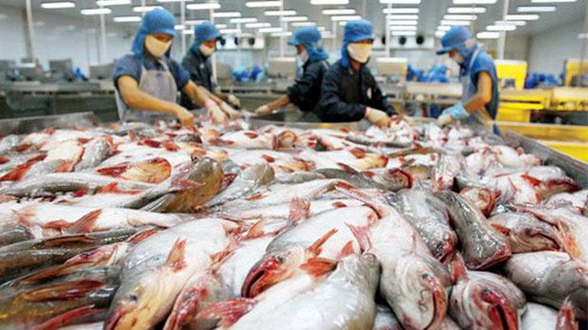 Tăng trưởng vượt bậc đối với cá tra có được là nhờ sự cộng hưởng từ nhiều yếu tố.