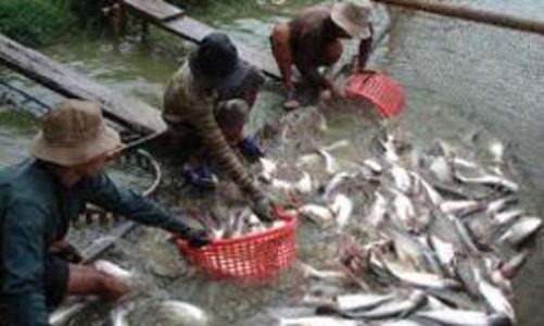 Xuất khẩu cá tra có thể phải đáp ứng nhiều điều kiện mới