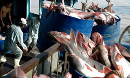 Cá tra Việt Nam lại bị chơi xấu