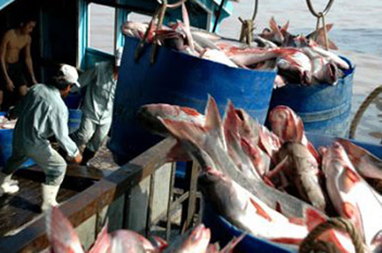Các tiêu chuẩn nghiêm ngặt đang được áp dụng đối với ngành nuôi cá tra Việt Nam.