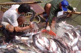 Giá cá tra đã vượt 25.000 đồng/kg.