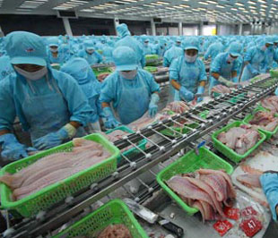 Nhiều chuyên gia lạc quan dự báo, kim ngạch xuất khẩu cá tra, basa năm nay có thể đạt mức 1,2 - 1,3 tỉ USD.