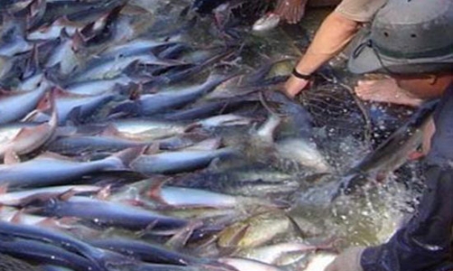 Xuất khẩu cá tra, ba sa sang Nga tăng 11,2% 