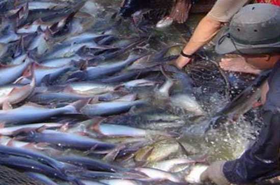 Giá cá tra, cá ba sa xuất khẩu vào thị trường Nga đã tăng nhẹ trong 7 tháng đầu năm.