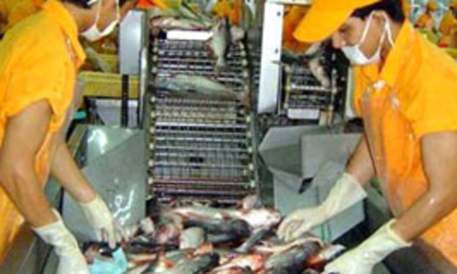 WWF sẽ đưa cá tra Việt Nam ra khỏi “danh sách đỏ”