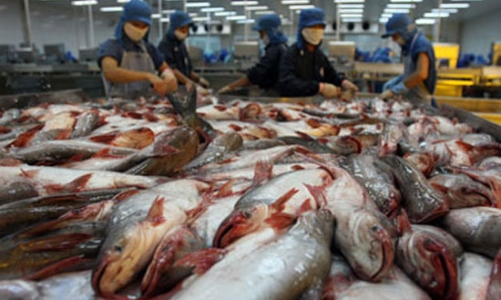 Cá tra càng xuất nhiều càng lỗ