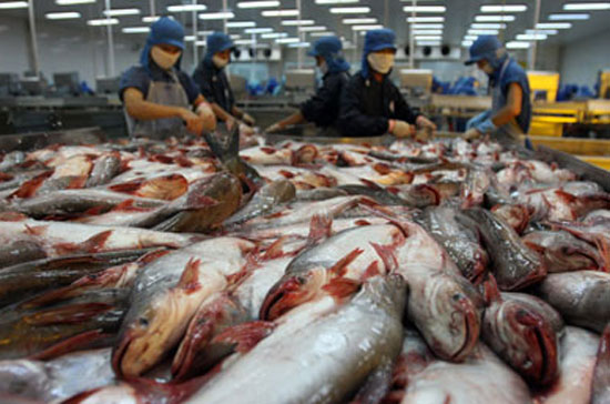 Từ ngày 20/10 đến nay giá cá tra liên tục tăng, từ 26.000 đến 28.500đồng/kg.