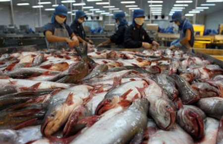 Khoảng hai tuần trở lại đây cá tra xuất khẩu giảm giá nhanh. 