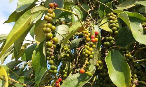 Ngành hồ tiêu cần đổi mới mô hình tăng trưởng