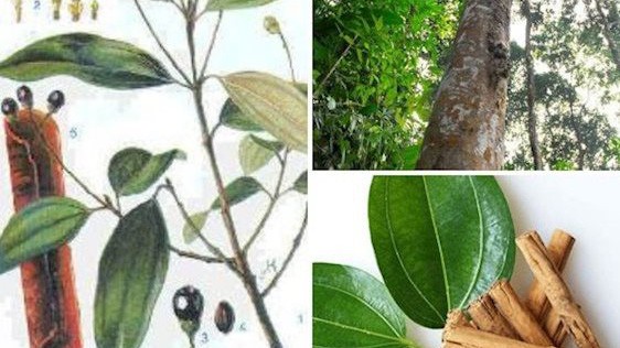 Từ xưa, quế đã là một trong 4 vị thuốc quý