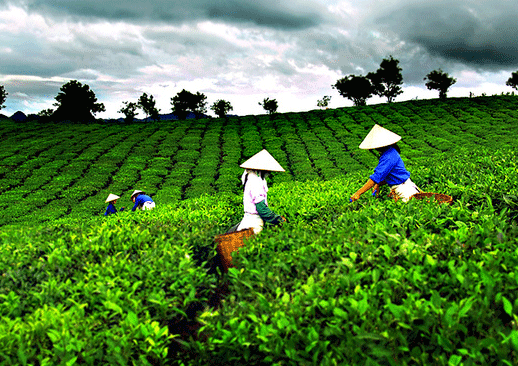 Cả nước hiện có 130.0000 ha chè, nhưng diện tích đang bị già cỗi là không nhỏ.
