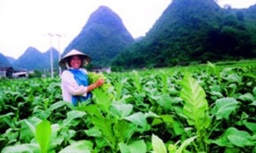 Miễn thuế nhập khẩu thóc gạo, lá và cọng thuốc lá từ Lào