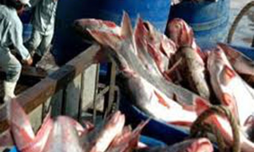 Xuất khẩu thủy sản nên chuyển hướng?