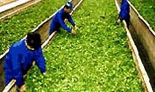 Xuất khẩu lao động sang Hàn: 