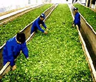 Lao động nông nghiệp đang có nhiều cơ hội tại Hàn Quốc.