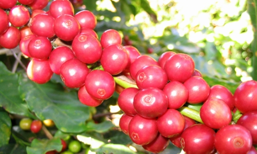 Xuất khẩu cà phê còn nhiều khó khăn