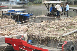 Thu mua mía nguyên liệu tại Trà Vinh. 