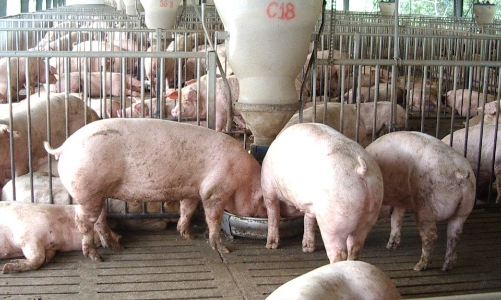 Yêu cầu báo cáo Thủ tướng tình hình giá thịt lợn 