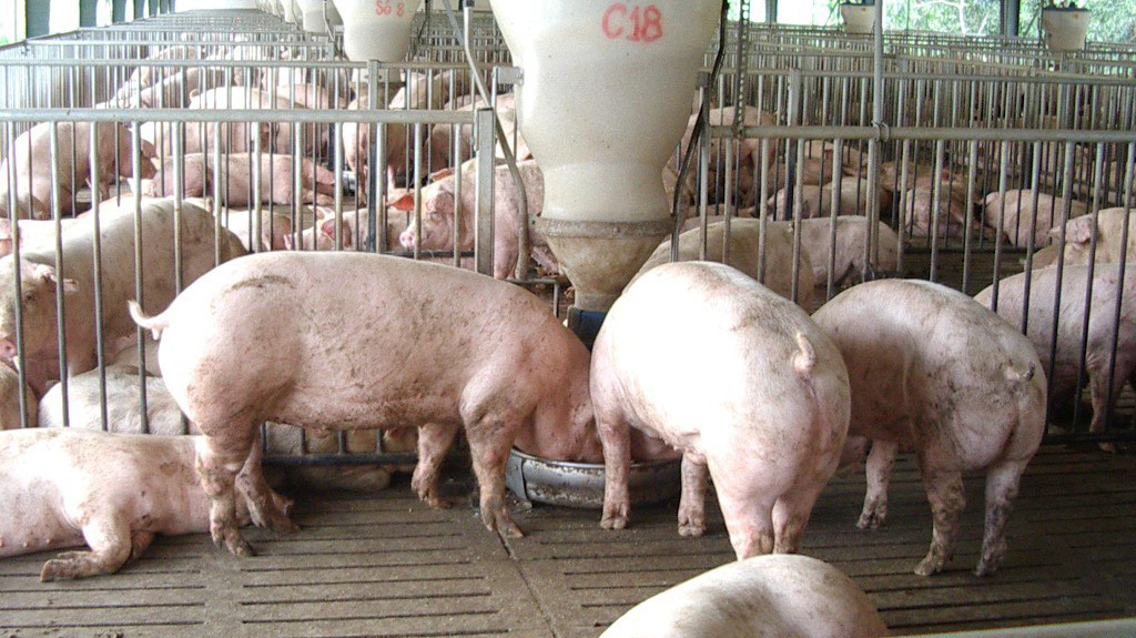 Hiện nay, nguồn lợn thịt còn lại chủ yếu nằm ở các công ty, trang trại lớn, 