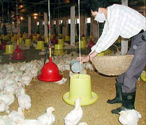 Người chăn nuôi đang phải mua thức ăn chăn nuôi với giá quá đắt.