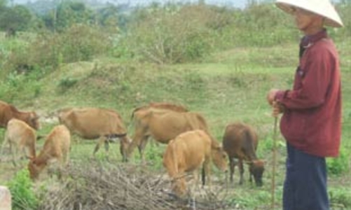 Chăn nuôi còn nhiều nghịch lý