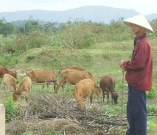 Thu nhập từ chăn nuôi còn rất hạn chế.