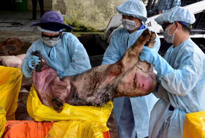 Chất cấm Salbutamol đã được kiểm soát trong chăn nuôi.