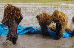 Hiện hàng nghìn ha lúa mùa tại Hà Nam, Ninh Bình có nguy cơ mất trắng nếu tiếp tục có mưa lớn. 