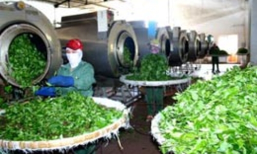 Cổ phần hóa 16 doanh nghiệp ngành nông nghiệp