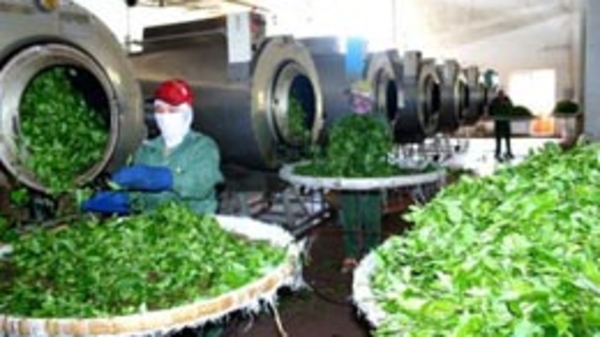 Cổ phần hóa 16 doanh nghiệp ngành nông nghiệp