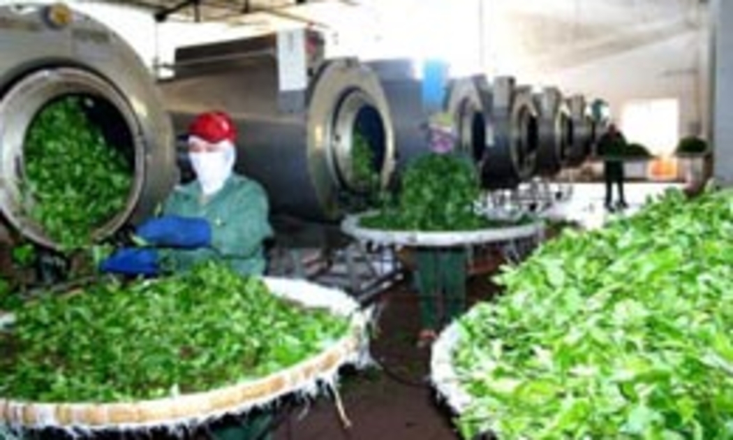 Tổng công ty chè Việt Nam là 1 trong 11 doanh nghiệp phải cổ phần hóa theo yêu cầu của Thủ tướng.