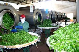 Tổng công ty chè Việt Nam là 1 trong 11 doanh nghiệp phải cổ phần hóa theo yêu cầu của Thủ tướng.