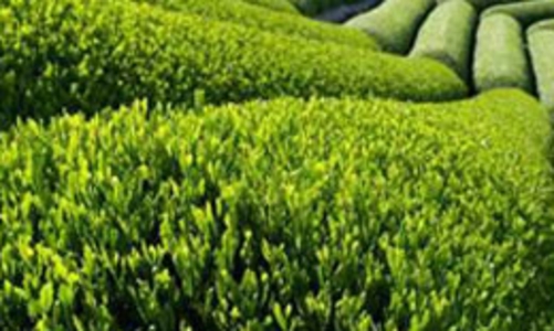 Xuất khẩu chè tăng cả lượng và giá 