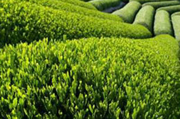 Giá chè nguyên liệu thời gian qua khá ổn định.