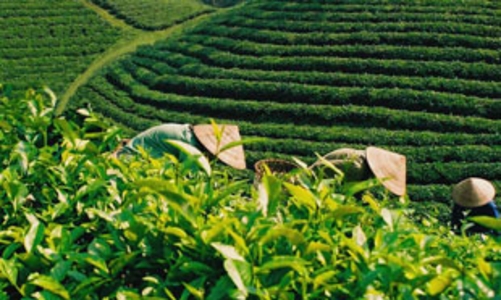 Khối lượng chè xuất khẩu tăng 19% trong 7 tháng