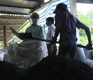 Tại Công ty Chè Tùng Vân, một hướng đi từ “làm thuê” sang làm chủ đang được định hình với sự hỗ trợ của nguồn vốn kích cầu - Ảnh: Đức Thọ.