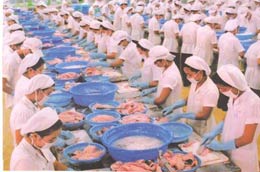 Chế biến cá tra xuất khẩu.
