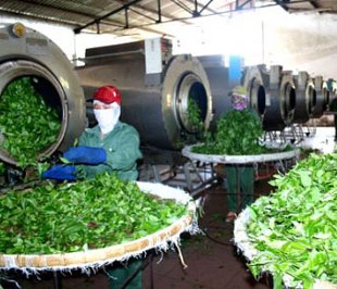Quý 2 hàng năm mới là niên vụ chính của ngành chè và đến nay rất nhiều doanh nghiệp trong ngành đã có hợp đồng xuất khẩu tới hết năm.