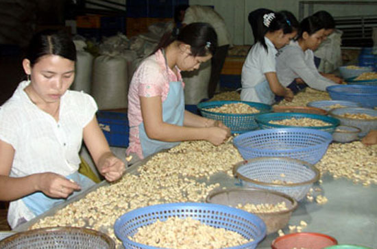 Hiện ngành điều cũng đang phải đối mặt với vấn đề thiếu hụt lao động.