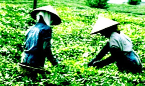 Giá chè xuất khẩu của Việt Nam được dự báo tăng