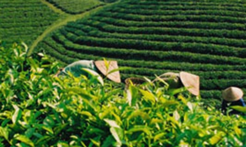 Xuất khẩu chè của Việt Nam đang tăng dần về “chất”
