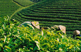 Hiện giá xuất khẩu chè bình quân của Việt Nam đã tăng nhưng cũng mới chỉ bằng 60-70% giá chè thế giới.