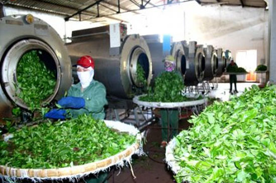 Chè là một trong những mặt hàng có thể xuất khẩu sang thị trường Myanmar.